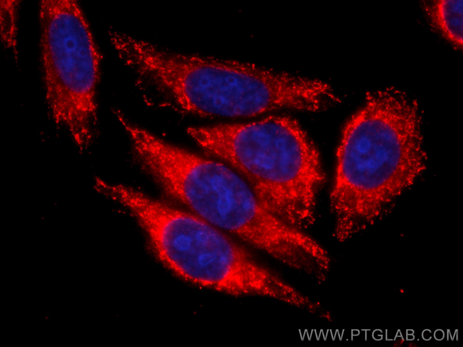 Immunofluorescence (IF) / fluorescent staining of HepG2 cells using CoraLite®594-conjugated APOL1-Specific Monoclonal  (CL594-66124)