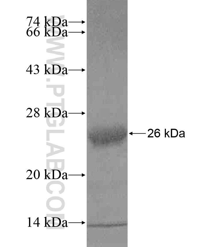 APOL1 fusion protein Ag17953 SDS-PAGE