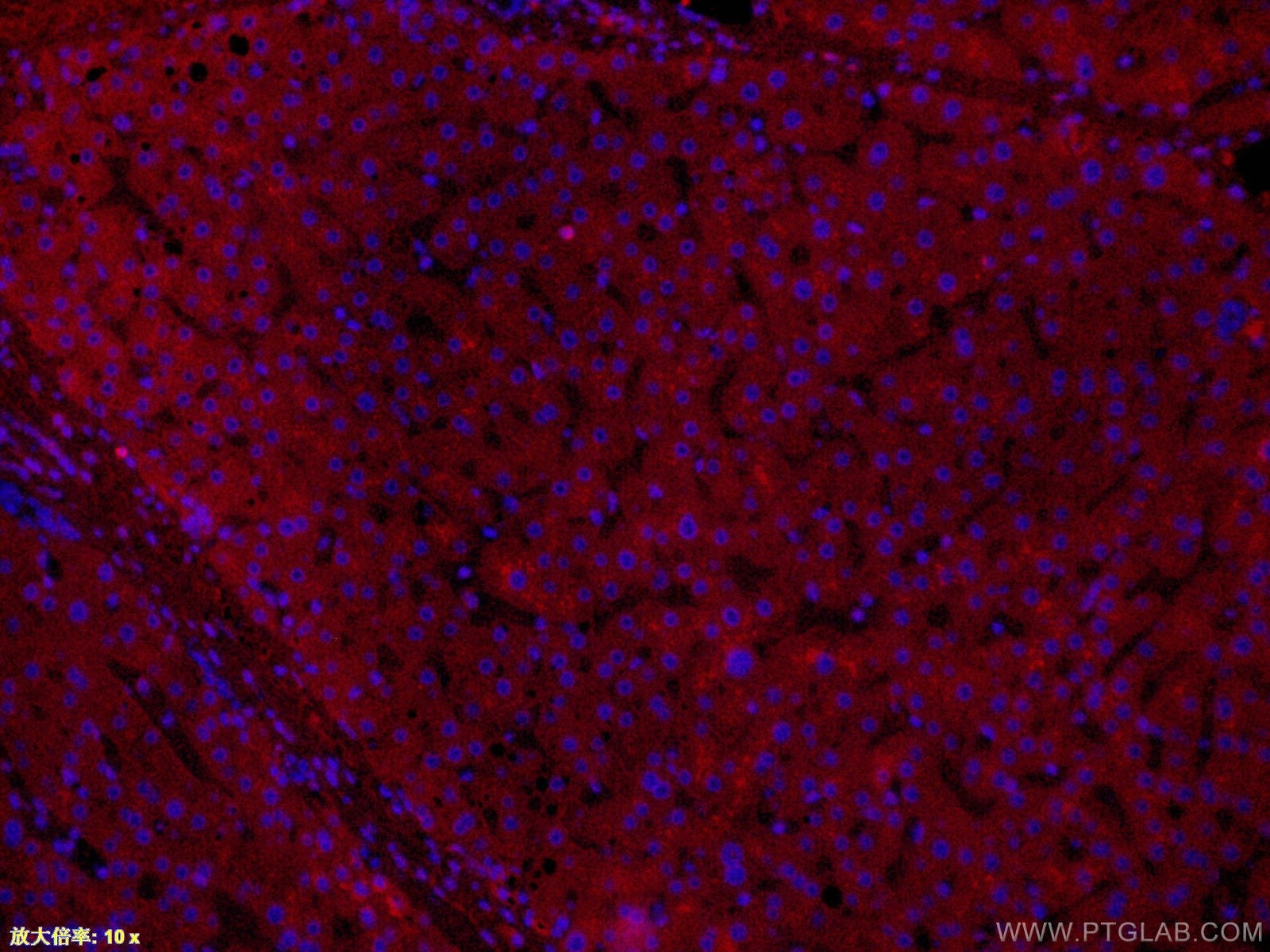 Immunofluorescence (IF) / fluorescent staining of human liver tissue using CoraLite® Plus 647-conjugated APOL1-Specific Monoc (CL647-66124)