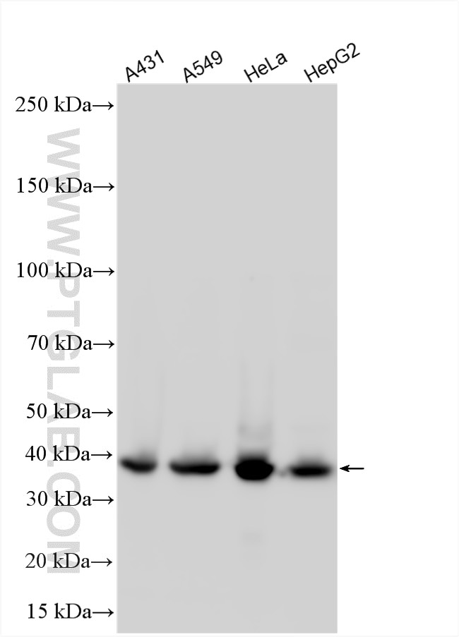 Western Blot (WB) analysis of various lysates using APOL2 Polyclonal antibody (25925-1-AP)