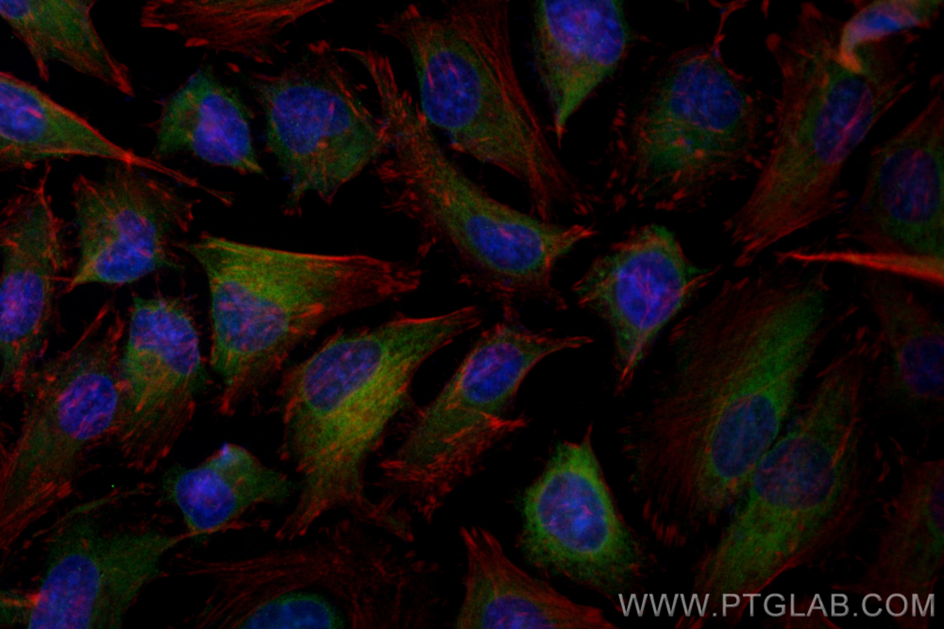 Immunofluorescence (IF) / fluorescent staining of HeLa cells using CoraLite® Plus 488-conjugated APOL2 Polyclonal ant (CL488-25925)