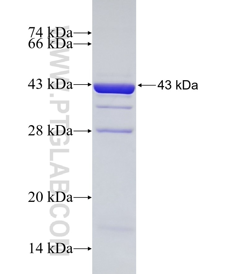 APOL2 fusion protein Ag7622 SDS-PAGE