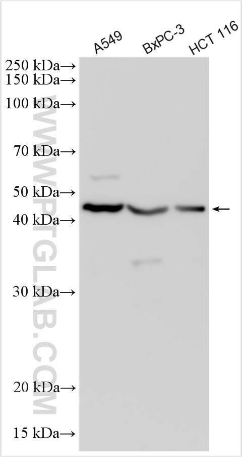 Western Blot (WB) analysis of various lysates using APOL3 Polyclonal antibody (28591-1-AP)