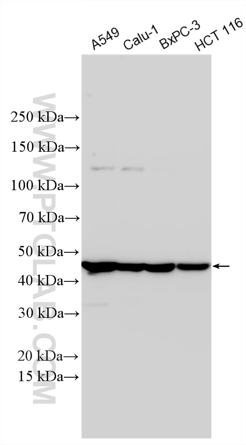 Western Blot (WB) analysis of various lysates using APOL3 Polyclonal antibody (28591-1-AP)