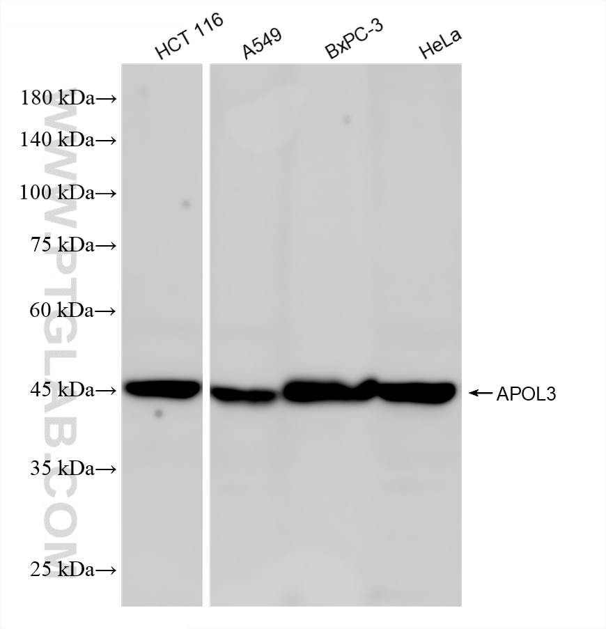 HCT 116 cells were subjected to SDS PAGE followed by western blot with 87202-1-RR (APOL3 antibody) at dilution of 1:2000 incubated at room temperature for 1.5 hours. Western Blot (WB) analysis of various lysates using APOL3 Recombinant monoclonal antibody (87202-1-RR)