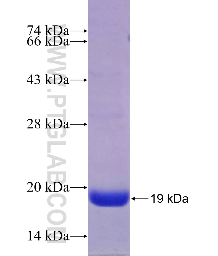 APOL3 fusion protein Ag29687 SDS-PAGE