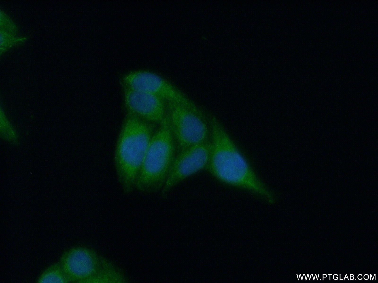 Immunofluorescence (IF) / fluorescent staining of HepG2 cells using APOL4 Polyclonal antibody (10564-1-AP)