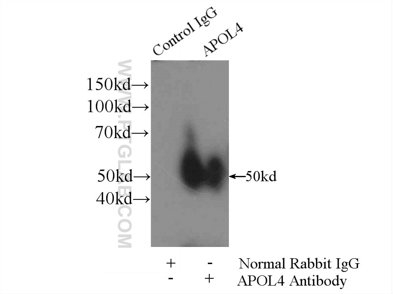 Immunoprecipitation (IP) experiment of HepG2 cells using APOL4 Polyclonal antibody (10564-1-AP)