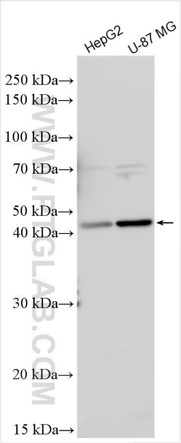 Western Blot (WB) analysis of various lysates using APOL4 Polyclonal antibody (10564-1-AP)