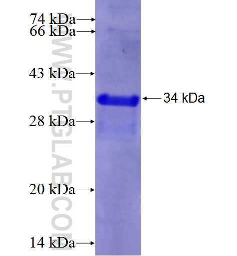 APOL4 fusion protein Ag0849 SDS-PAGE