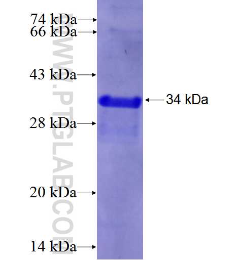 APOL4 fusion protein Ag0849 SDS-PAGE