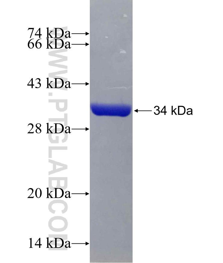 APOL6 fusion protein Ag24430 SDS-PAGE
