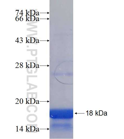 APOLD1 fusion protein Ag19811 SDS-PAGE