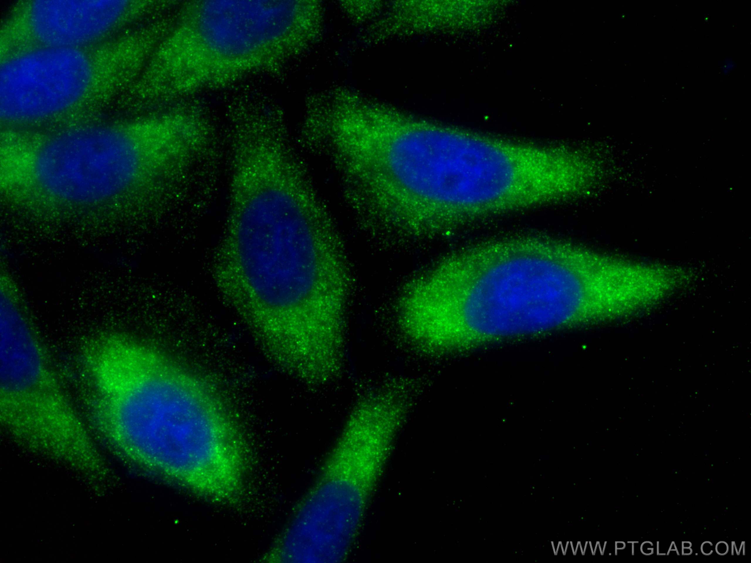 Immunofluorescence (IF) / fluorescent staining of HepG2 cells using APOM Polyclonal antibody (12817-1-AP)
