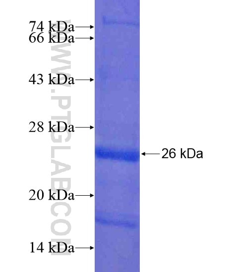 APOM fusion protein Ag19297 SDS-PAGE