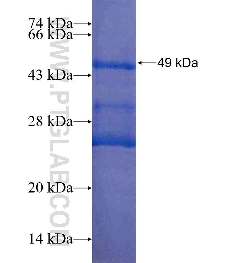 APOM fusion protein Ag3137 SDS-PAGE