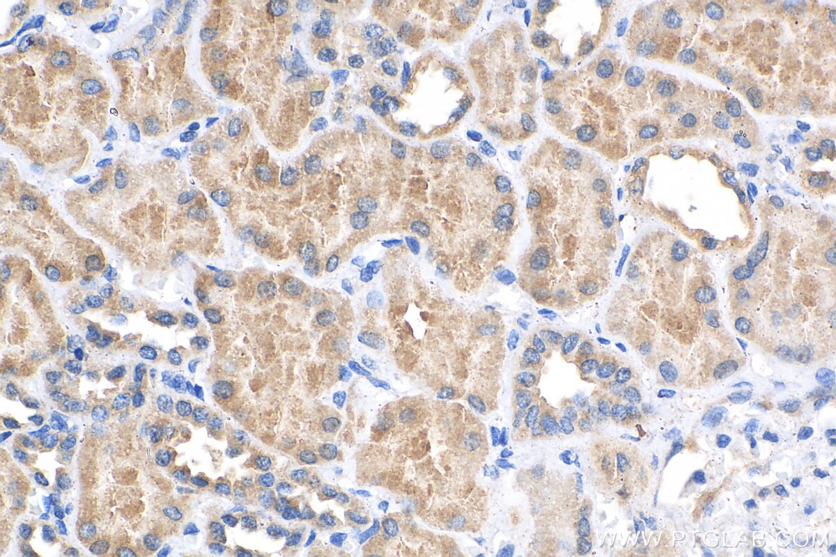 Immunohistochemistry (IHC) staining of human kidney tissue using APOOL Polyclonal antibody (28514-1-AP)