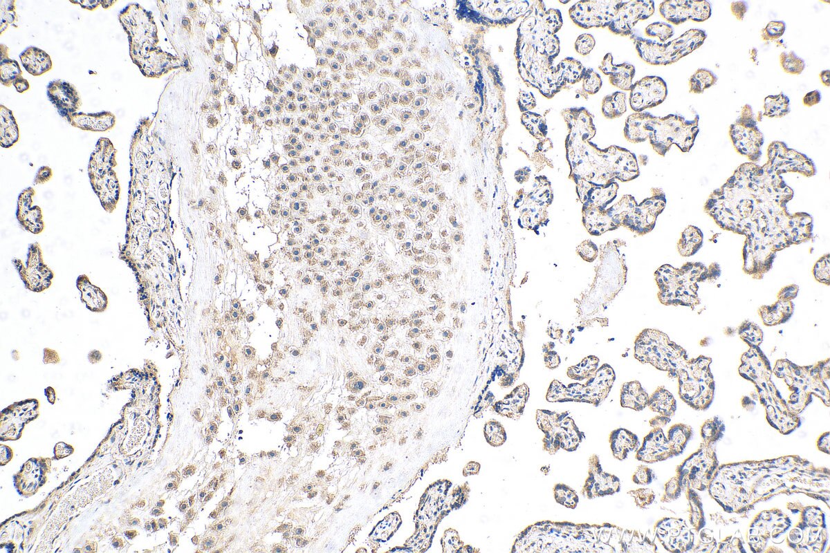 Immunohistochemistry (IHC) staining of human placenta tissue using APOOL Polyclonal antibody (28514-1-AP)