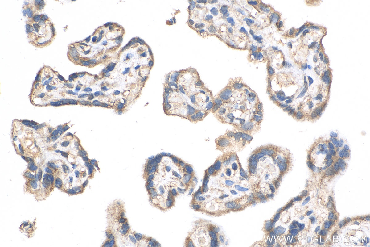 Immunohistochemistry (IHC) staining of human placenta tissue using APOOL Polyclonal antibody (28514-1-AP)