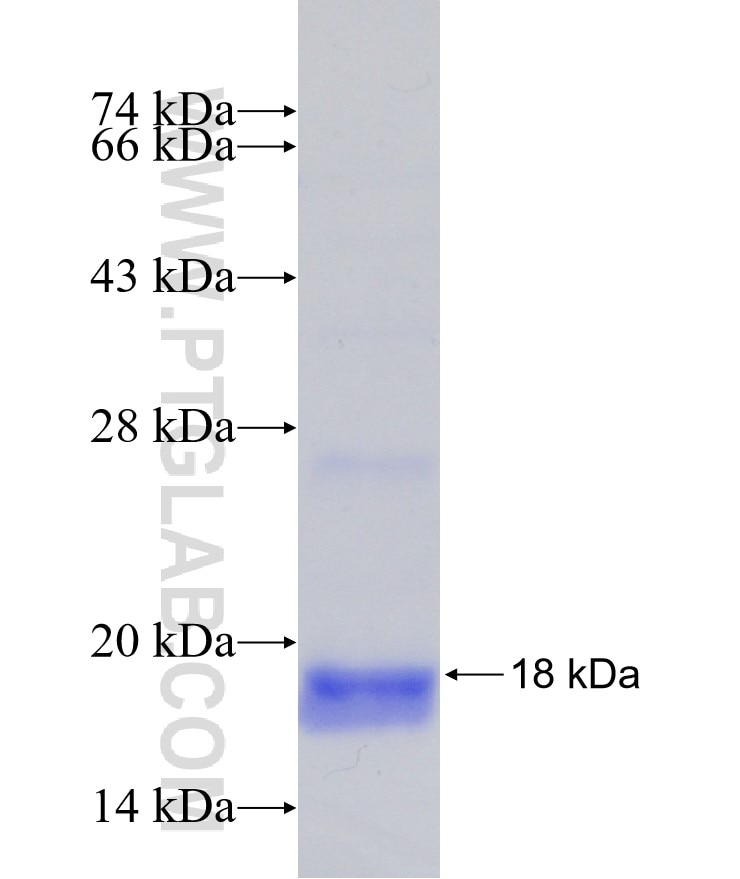 APP fusion protein Ag25131 SDS-PAGE