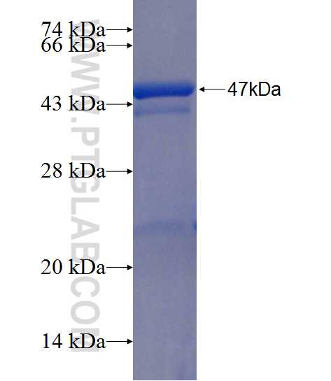 APP fusion protein Ag26299 SDS-PAGE