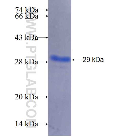 APP fusion protein Ag26305 SDS-PAGE