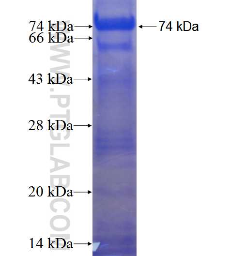 APP fusion protein Ag0769 SDS-PAGE