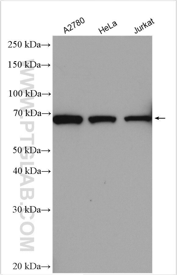 Western Blot (WB) analysis of various lysates using APPBP2 Polyclonal antibody (12409-1-AP)
