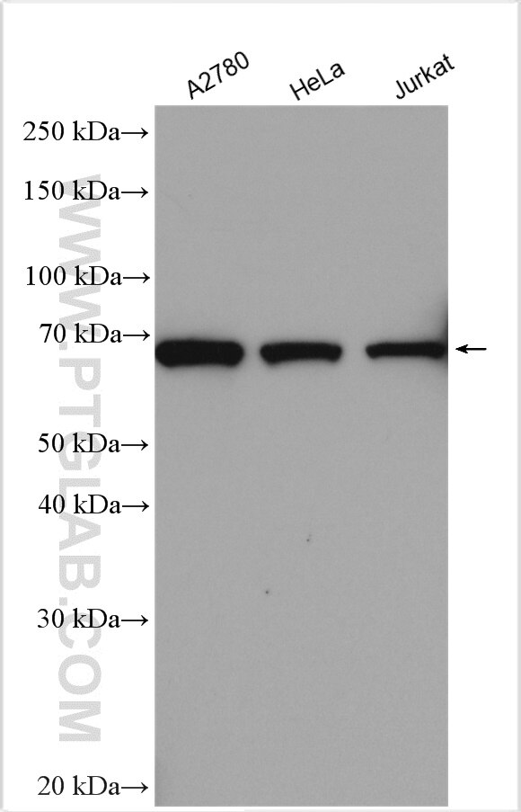 Western Blot (WB) analysis of various lysates using APPBP2 Polyclonal antibody (12409-1-AP)