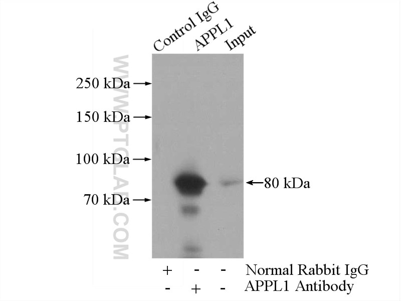 Immunoprecipitation (IP) experiment of mouse brain tissue using APPL1 Polyclonal antibody (12639-1-AP)
