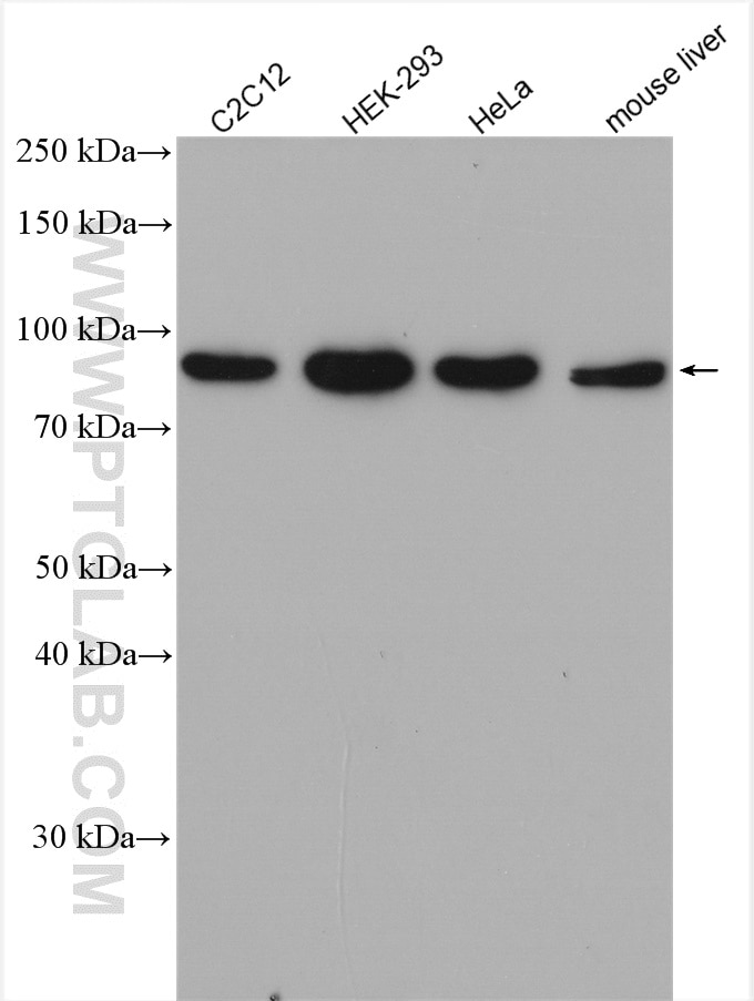 Western Blot (WB) analysis of various lysates using APPL1 Polyclonal antibody (12639-1-AP)