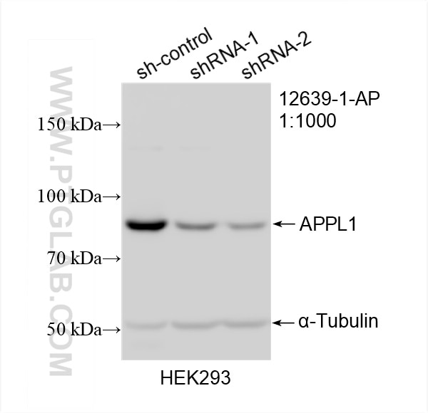 Western Blot (WB) analysis of HEK-293 cells using APPL1 Polyclonal antibody (12639-1-AP)