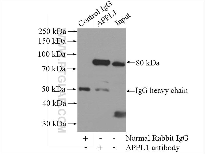 Immunoprecipitation (IP) experiment of mouse brain tissue using APPL1 Polyclonal antibody (19885-1-AP)