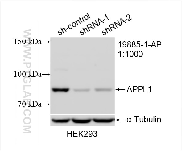 Western Blot (WB) analysis of HEK-293 cells using APPL1 Polyclonal antibody (19885-1-AP)