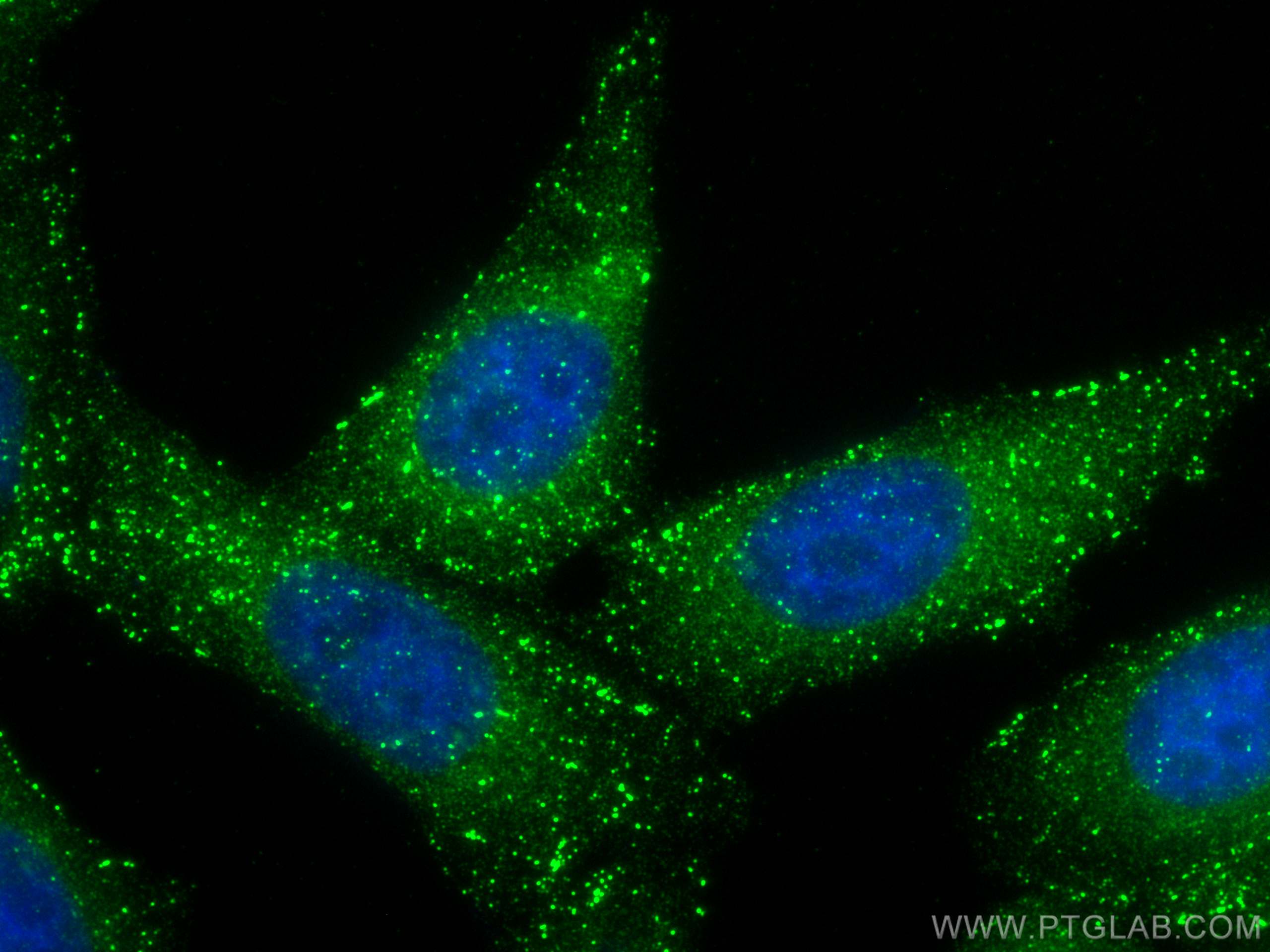 IF Staining of HepG2 using 68195-1-Ig