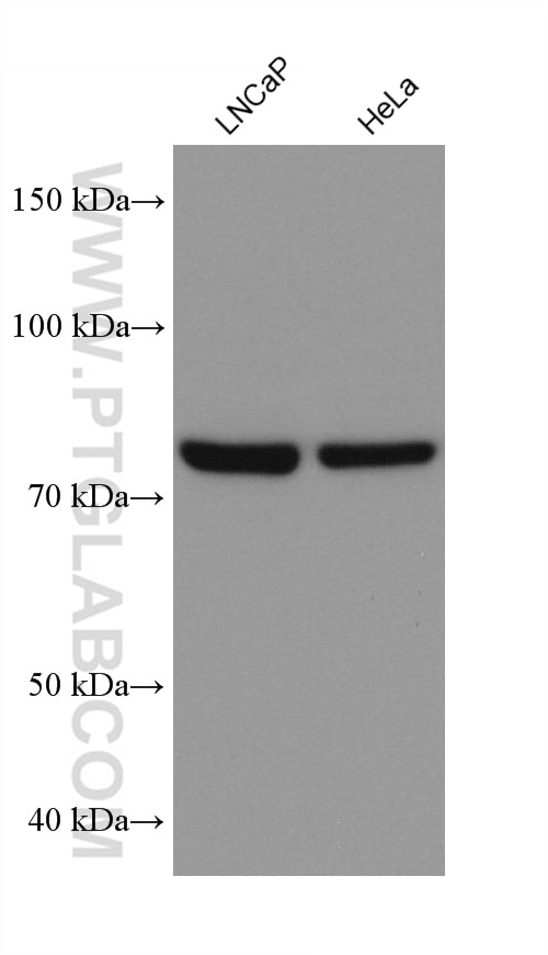 Western Blot (WB) analysis of various lysates using APPL1 Monoclonal antibody (68195-1-Ig)