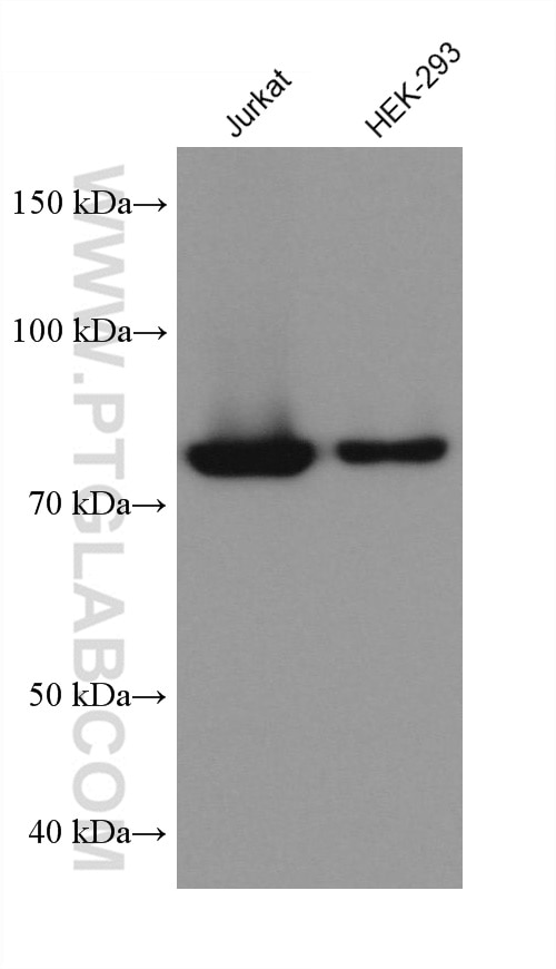 Western Blot (WB) analysis of various lysates using APPL1 Monoclonal antibody (68195-1-Ig)