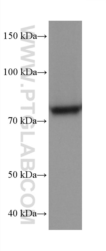 Western Blot (WB) analysis of HepG2 cells using APPL1 Monoclonal antibody (68195-1-Ig)
