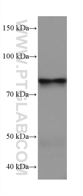 Western Blot (WB) analysis of pig heart tissue using APPL1 Monoclonal antibody (68195-1-Ig)