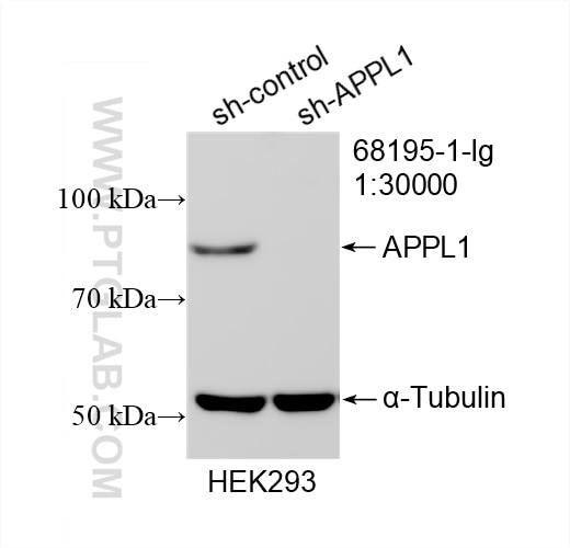 Western Blot (WB) analysis of HEK-293 cells using APPL1 Monoclonal antibody (68195-1-Ig)