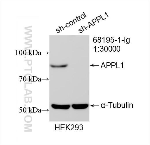 WB analysis of HEK-293 using 68195-1-Ig