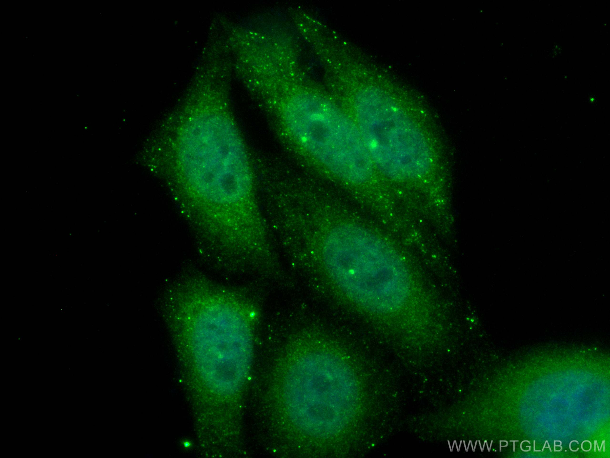 Immunofluorescence (IF) / fluorescent staining of HepG2 cells using CoraLite® Plus 488-conjugated APPL1 Monoclonal ant (CL488-68195)