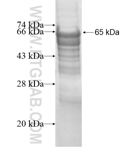APPL1 fusion protein Ag13703 SDS-PAGE