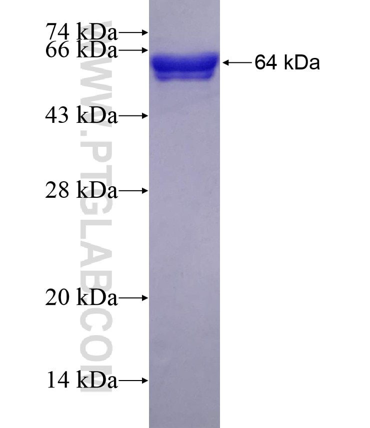 APPL1 fusion protein Ag3334 SDS-PAGE