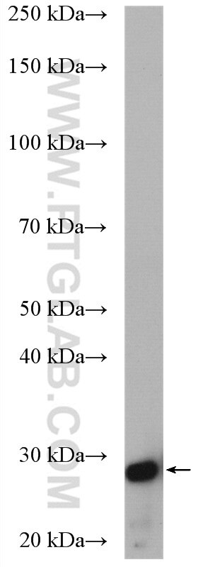 Western Blot (WB) analysis of Jurkat cells using TNFSF13 Polyclonal antibody (10680-1-AP)