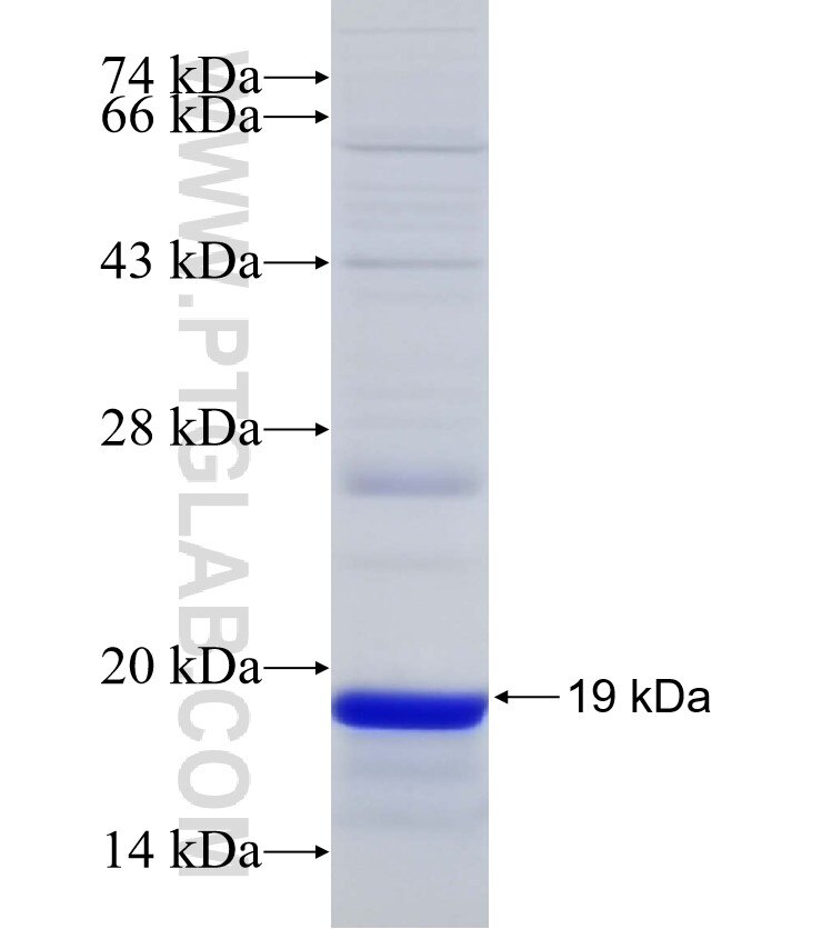 APRIL,TNFSF13 fusion protein Ag33202 SDS-PAGE