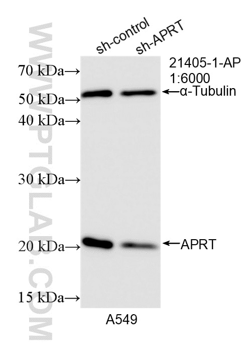 WB analysis of A549 using 21405-1-AP Western Blot (WB) analysis of A549 cells using APRT Polyclonal antibody (21405-1-AP)