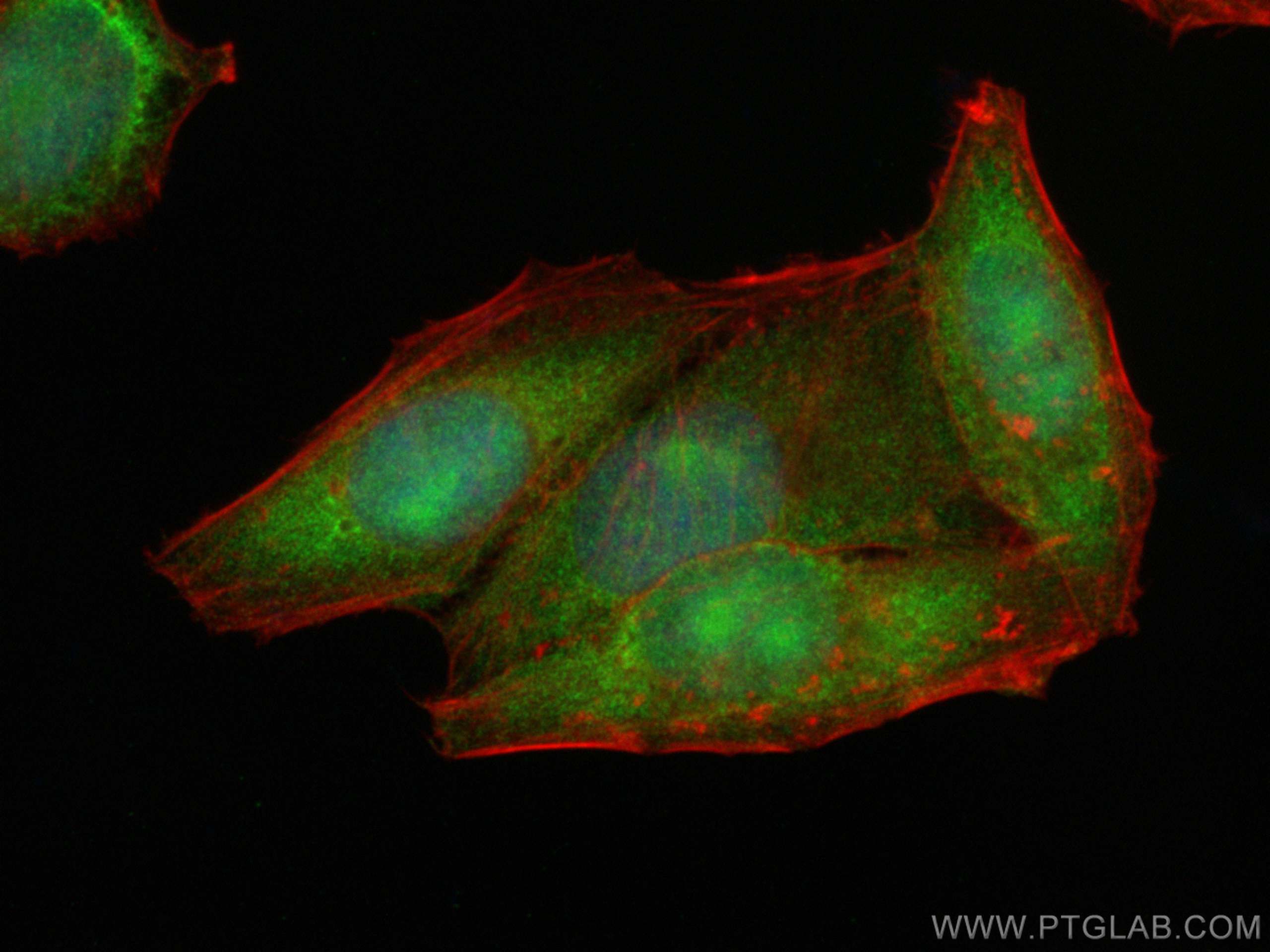 Immunofluorescence (IF) / fluorescent staining of HepG2 cells using APTX Polyclonal antibody (26747-1-AP)