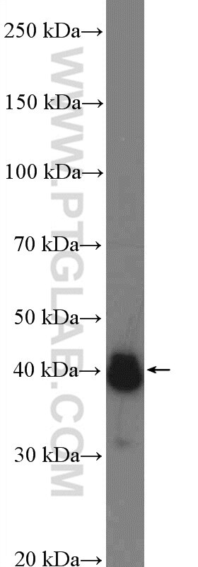 Western Blot (WB) analysis of HepG2 cells using APTX Polyclonal antibody (26747-1-AP)