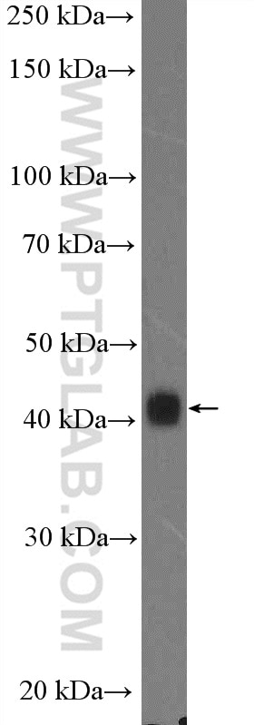 Western Blot (WB) analysis of HEK-293T cells using APTX Polyclonal antibody (26747-1-AP)